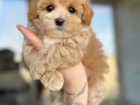 Teacup minik maltipoo yavruları