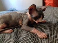 Sphynx 20 Mayıs Doğumlu Oğlumuz