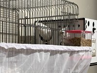 Yavru alınmış albino white face çift sultan papağanı