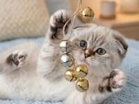 Mavi gözlü yavru scottish fold