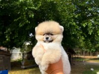 Yavru Pomeranian Boolarımız