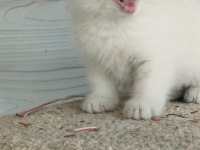 Munchkin cüce kediler