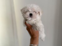 KAR TOPU BEBEK KÖPEĞİMİZ