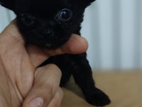 1 lokma bebek chihuahua