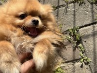 0 Boy Pomeranian Oğlumuz Yeni Yuvasını arıyor