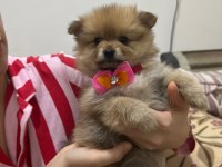 Pomeranian Kızım Küçük Boy İlk Aşısı Yapıldı Uygun