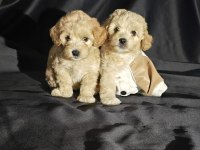 Orjinal teacup maltipoo yavrular