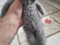 Scottish fold Yavrularımız yeni yuvalarını arıyorlar