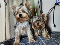 Mini erkek yavru yorkshire terrier