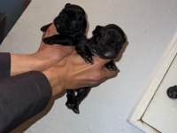 Egzotik ve standart fransız bulldog