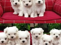 A Kalite Maltese Bebeklerimiz