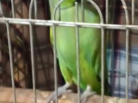 Varmı böylesi pakistan papağanı