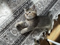 British shorthair yavrularımızı sahiplendirmek istiyoruz