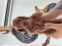 Safkan toy poodle 3 kg altı