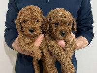 Red toy poodle