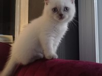 Blue point british shorthair yavrular