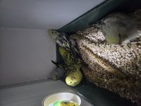 Sahiplenilmek için muhabbet kuşu yavru