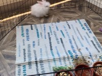 3 Aylık Evcil Teddy Lop Tavşan