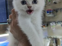 British shorthair blue point
