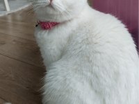 Şecere Kalitesinde Safkan British Shorthair