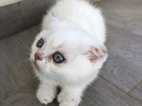 Safkan Scottish fold dişi mavi gözlü kedimiz