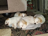 Yavru Maltipoo