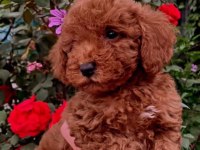 Güzeller güzeli toy poodle yavrularımız