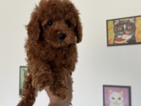 Ankranın en özel redbrown toy poodle yavruları