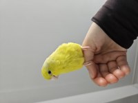 9 Aylık Ele Alışık Dişi Forpus