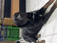 Ücretli Sahiplendirme Rottweiler