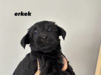 45 Günlük Morkie Yavrular - Evden Sağlıklı Bebekler