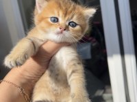 Golden erkek bebek kedim teslime hazır