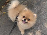 İyi Bir Aileye Gitmesi Dileğiyle Pomeranian