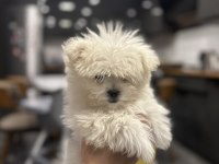 Teacup Maltese