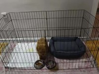 Sağlık ve ırk garantili poodle yavrularımız