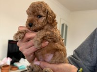 Minicik yavru toy poodle köpekler