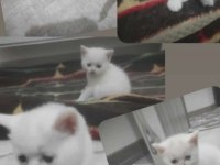 British shorthair yavrular