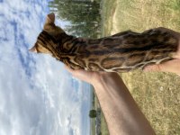 Saf kan bengal kedisi