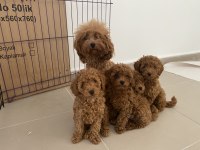 Profesyonel ruhsatlı çifrlikden toy poodle yavrular