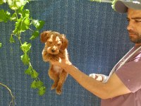2 aylık maltipoo erkek dişi bebeğimiz