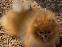 2,5 yaşında erkek üst kalite pomeranian boo
