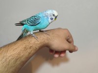 Acil satılık konuşan muhabbet kuşu