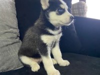 A Kalite Mavi Gözlü safkan Sibirya Kurdu Husky