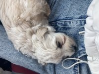 2 Aylık Maltipoo Yavru