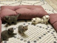 Temiz Irk British Shorthair Yavrusu