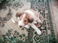 Collie / maltese