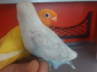 Yeme düşen bebek papağanlar
