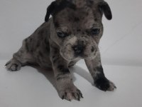 French bulldog