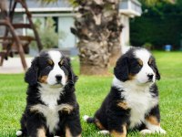 Üç renkli Efsane  Güzellikte Bernese Yavruları