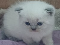 British Shorthair Yeni Yuvasına Hazırlar